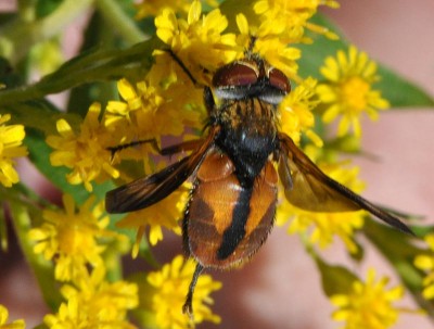 Phasia DSC_7964.jpg