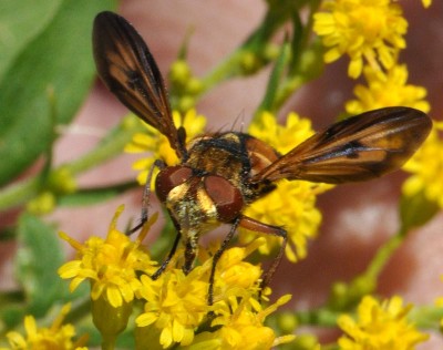 Phasia DSC_7977.jpg