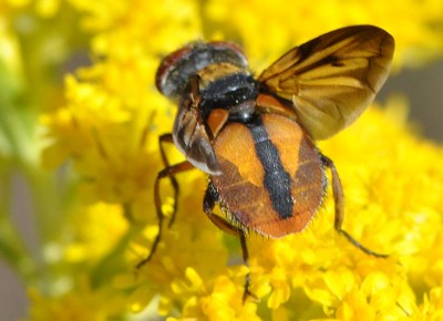 Phasia DSC_7993.jpg