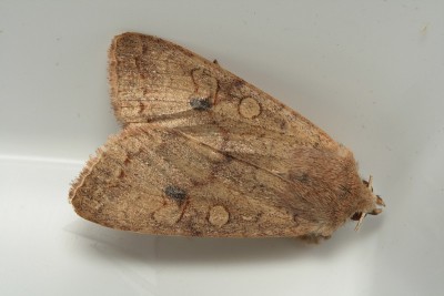 Noctuidae.jpg