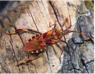 Leptoglossus occidentalis