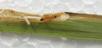 gąsienica Cosmopterix lienigella