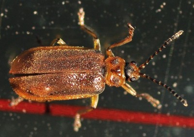 Neogalerucella_DSC_4706.jpg