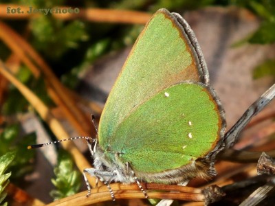 Zieleńczyk ostrężyniec Callophrys rubi .jpg