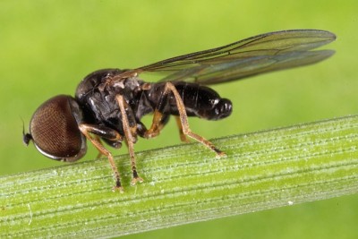 Pipunculidae pasożytujące w piewikach