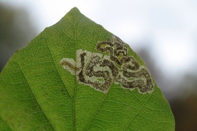 Stigmella hemargyrella 23.10 (1).jpg