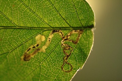 Stigmella aurella 26.10..jpg