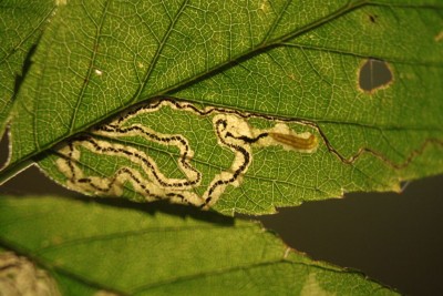 Stigmella aurella 26.10. (3).jpg