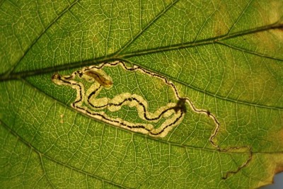 Stigmella aurella 26.10. (4).jpg