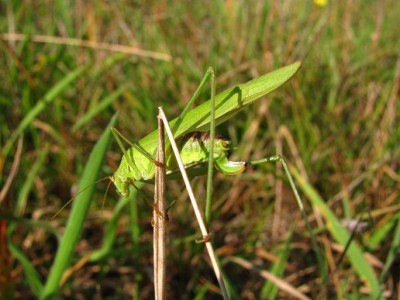 p. falcata2.JPG