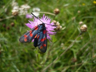 Zygaena filipenduale 16.08.2012 rok (3).jpeg