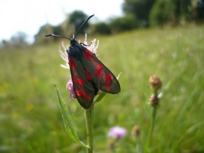 Zygaena filipenduale 16.08.2012 rok .jpeg