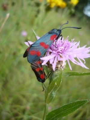 Zygaena filipenduale 16.08.2012 rok (4).jpeg