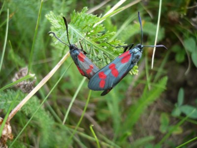 Zygaena filipenduale 16.08.2012 rok  (2).jpeg