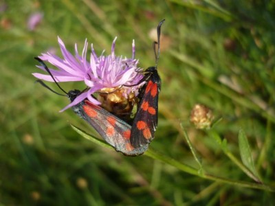 Zygaena filipenduale 16.08.2012 rok (5).jpeg