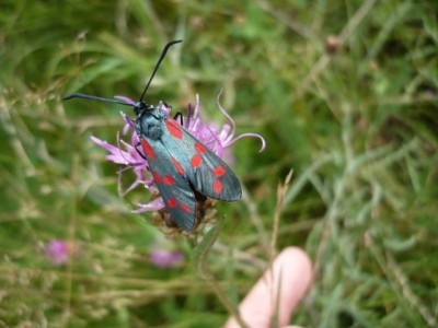 Zygaena filipenduale 16.08.2012 rok (6).jpeg