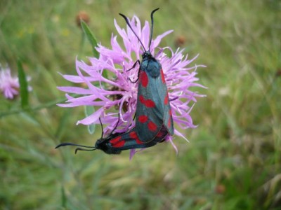 Zygaena filipenduale 16.08.2012 rok.jpeg