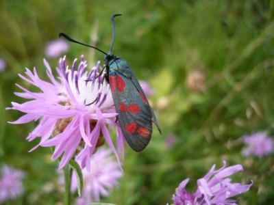 Zygaena filipenduale 16.08.2012 rok (2).jpeg