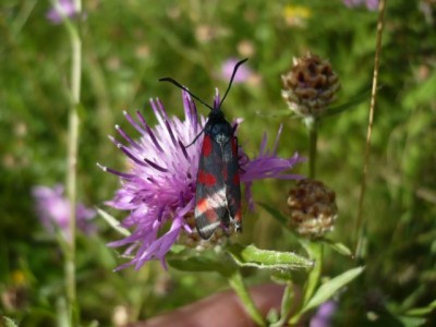 Zygaena filipenduale 16.08.2012 rok (8).jpeg