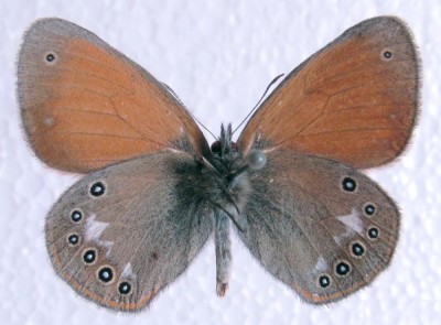 Coenonympha glycerion