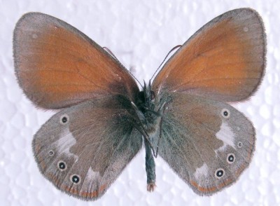 Coenonympha glycerion