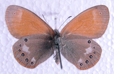 Coenonympha glycerion