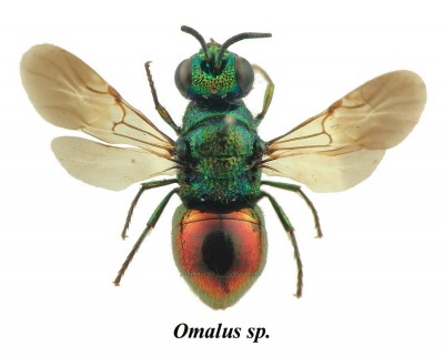 Omalus.JPG