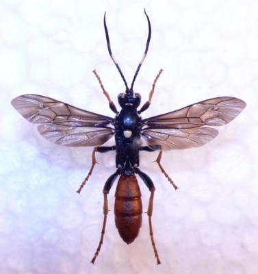 Amblyjoppa fuscipennis.jpg