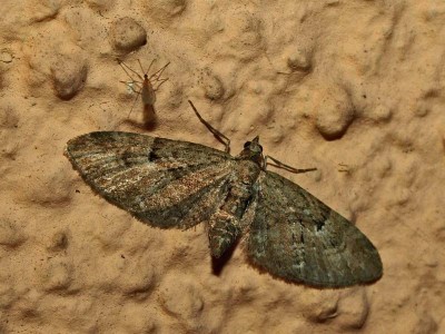 Eupithecia virgaureata=.jpg