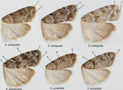 Scoparia ambigualis, S. basistrigalis, S. ancipitella