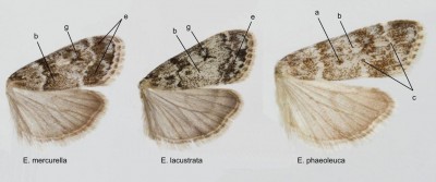Eudonia mercurella, E. lacustrata, E. phaeoleuca