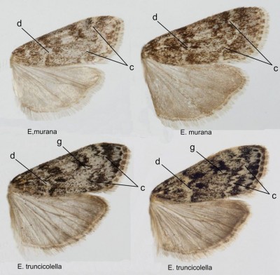 Eudonia murana. E. truncicolella