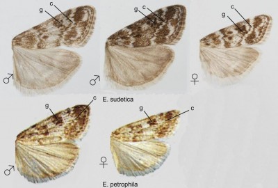 Eudonia sudetica i E. petrophila