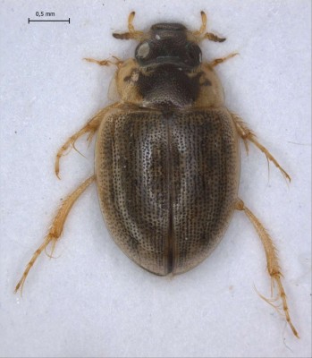 Laccobius albipes.jpg