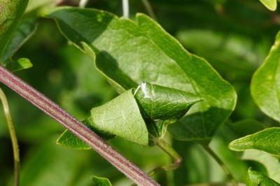 T. fenestrella 1.JPG