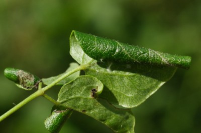 T. fenestrella 3.JPG