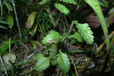 Aspilapteryx limosella - mine_up.JPG