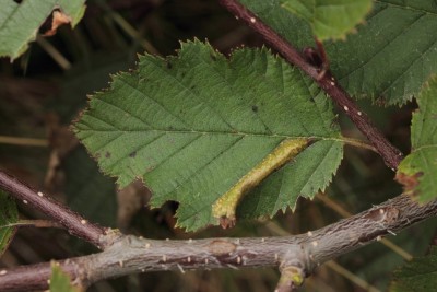 Phyllonorycter alpina - mina.jpg