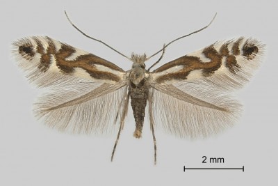 Phyllonorycter alpina - samica.jpg