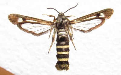 Pennisetia hylaeiformis - samica, wierzch ciała
