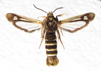 Pennisetia hylaeiformis - samica, spód ciała