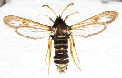 Sesia melanocephala - samica, wierzch
