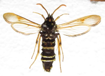 Sesia melanocephala - samica, spód