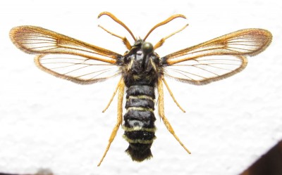 Sesia melanocephala - samiec, wierzch