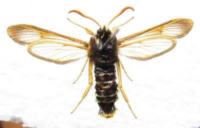 Sesia melanocephala - samiec, spód