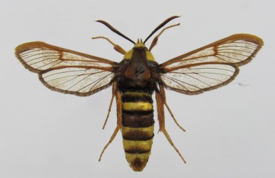 Sesia apiformis - samica, wierzch