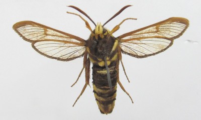 Sesia apiformis - samica, spód