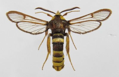 Sesia apiformis - samiec, wierzch
