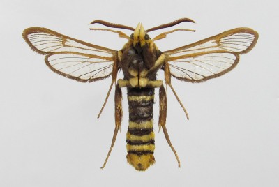 Sesia apiformis - samiec, spód