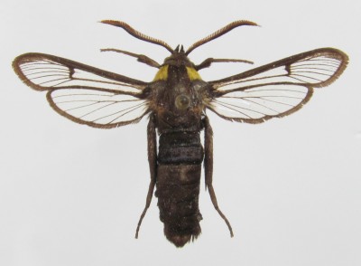 Sesia apiformis ab. tenebrioniformis - samiec, wierzch